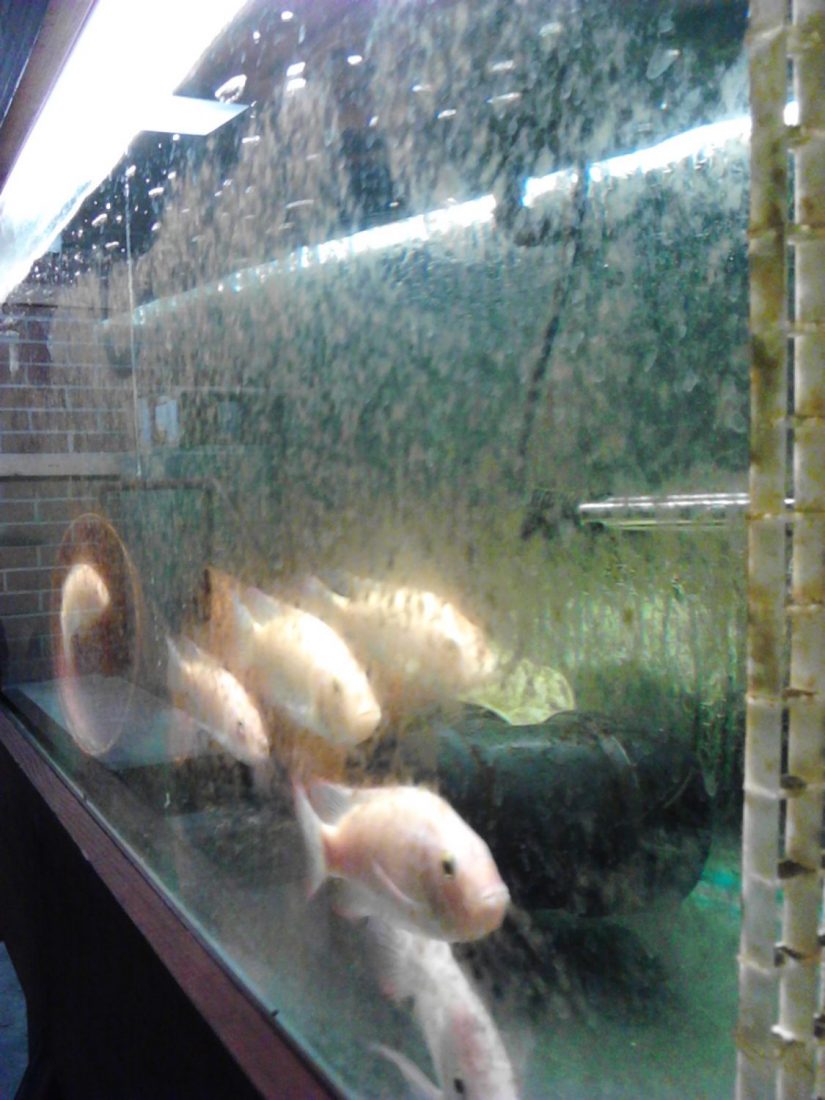 These "basement breeders" are reproducing all of the tilapia for the farm.